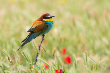 Bijeneter, European bee-eater, Merops apiaster