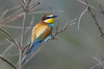 European Bee-eater, Bijeneter, Merops apiaster