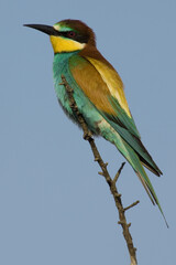 European Bee-eater, Bijeneter, Merops apiaster