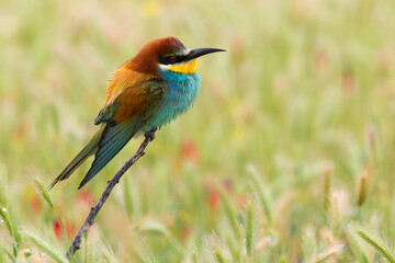 Bijeneter, European bee-eater, Merops apiaster