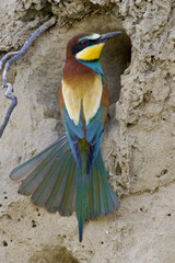 European Bee-eater, Bijeneter, Merops apiaster