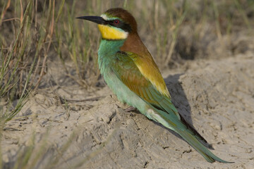 European Bee-eater, Bijeneter, Merops apiaster