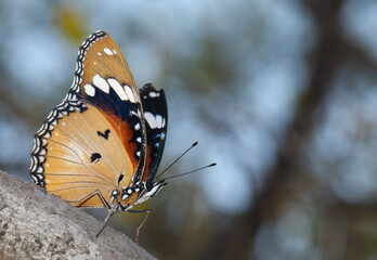 Female danaid eggfly Hypolimnas misippus. Gir National Park. Gujarat. India.