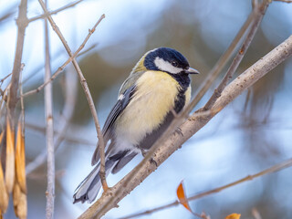 Fototapeta premium Cute bird Great tit, songbird sitting on a branch without leaves in the autumn or winter.