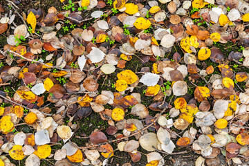 Hojas de otoño