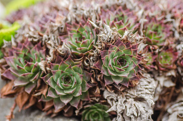 Sempervivum tectorum, the common houseleek, on the slabs of the roof of the house. Perennial Plant. It grows in the mountains of western, central and southern Europe. 