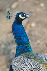 Obraz premium Male Indian peafowl Pavo cristatus. Gir Sanctuary. Gujarat. India.