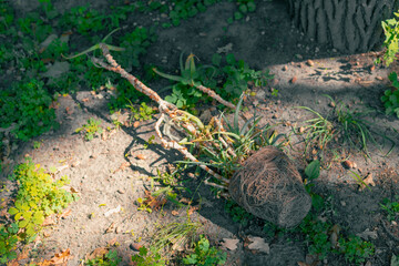 Dry root of a house plant. Dead house plant on the ground. Flower roots took form of pot