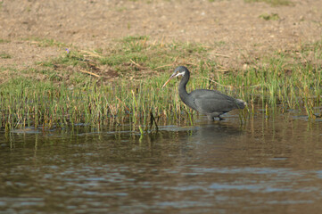 Western reef egret Egretta gularis. Dark morph in the Hiran river. Sasan. Gir Sanctuary. Gujarat. India.