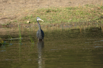 Western reef egret Egretta gularis. Dark morph in the Hiran river. Sasan. Gir Sanctuary. Gujarat. India.