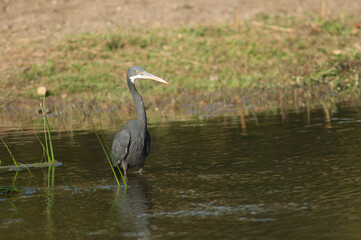 Western reef egret Egretta gularis. Dark morph in the Hiran river. Sasan. Gir Sanctuary. Gujarat. India.