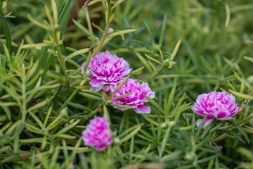 Selective focus close up beautiful pink Portulaca grandiflora plant in a garden.Common name including rose moss,eleven o'clock,Mexican rose  and moss-rose purslane.