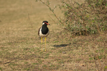 Red-wattled lapwing Vanellus indicus in a meadow. Hiran river. Sasan. Gir Sanctuary. Gujarat. India.