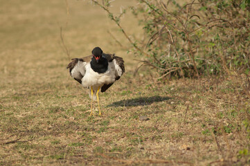 Red-wattled lapwing Vanellus indicus shaking. Hiran river. Sasan. Gir Sanctuary. Gujarat. India.