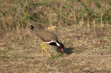 Red-wattled lapwing Vanellus indicus searching for food. Hiran river. Sasan. Gir Sanctuary. Gujarat. India.