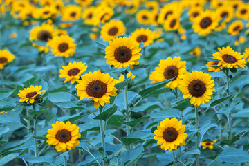 Selective focus sunflowers in a nature background.Beautiful yellow flowers in field.