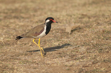 Red-wattled lapwing Vanellus indicus in a meadow. Hiran river. Sasan. Gir Sanctuary. Gujarat. India.