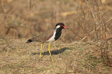 Red-wattled lapwing Vanellus indicus in a meadow. Hiran river. Sasan. Gir Sanctuary. Gujarat. India.