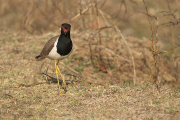 Red-wattled lapwing Vanellus indicus in a meadow. Hiran river. Sasan. Gir Sanctuary. Gujarat. India.
