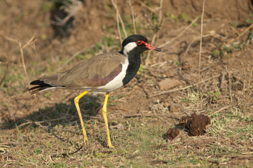 Red-wattled lapwing Vanellus indicus in a meadow. Hiran river. Sasan. Gir Sanctuary. Gujarat. India.