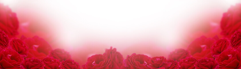 Red rose flowers floral background banner, pastel and soft floral greeting card. Mother's day, valentine's day