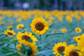 Selective focus sunflowers in a nature background.Beautiful yellow flowers in field.