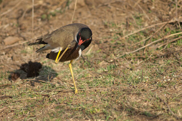 Red-wattled lapwing Vanellus indicus scratching. Hiran river. Sasan. Gir Sanctuary. Gujarat. India.