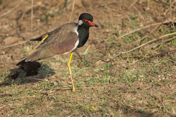 Red-wattled lapwing Vanellus indicus stretching. Hiran river. Sasan. Gir Sanctuary. Gujarat. India.