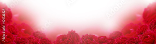 Red rose flowers floral background banner, pastel and soft floral greeting card. Mother's day, valentine's day