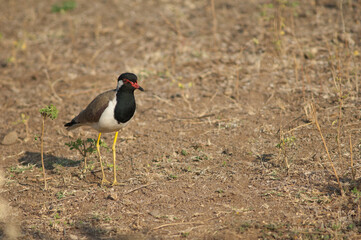 Red-wattled lapwing Vanellus indicus in the Hiran river, Sasan, Gir Sanctuary, Gujarat, India.