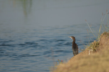 Little cormorant Microcarbo niger in the Hiran river. Sasan. Gir Sanctuary. Gujarat. India.