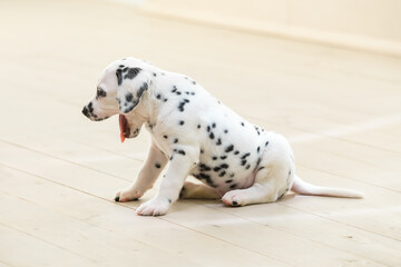 Little dalmatian puppy yawns sleepily sitting on a light floor