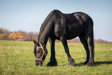 Black Friesian horse grazing on pasture