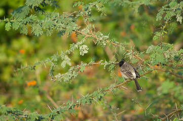 Red-vented bulbul Pycnonotus cafer on a siclebush Dichrostachys cinerea. Hiran river. Sasan. Gir Sanctuary. Gujarat. India.