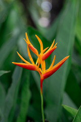 Beautiful Heliconia flower.
Common names for the genus include Dwarf Jamaican flower,lobster-claws, toucan peak, wild plantains or false bird-of-paradise.