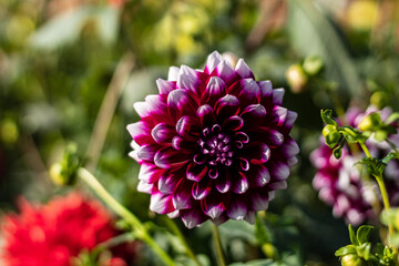 Multicolored dahlia in blur Ocober morning 2020.Violet flower petals with white drops.