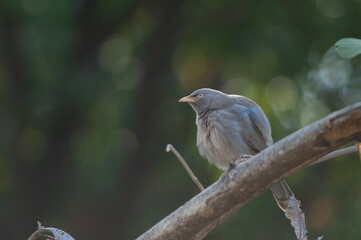 Jungle babbler Turdoides striatus on a branch. Sasan. Gir Sanctuary. Gujarat. India.