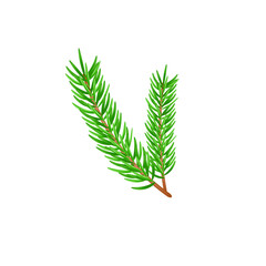 Green lush spruce or pine branch. Fir tree branch isolated on white