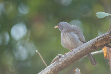 Jungle babbler Turdoides striatus on a branch. Sasan. Gir Sanctuary. Gujarat. India.