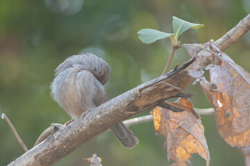 Jungle babbler Turdoides striatus preening on a branch. Sasan. Gir Sanctuary. Gujarat. India.