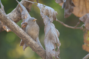 Jungle babbler Turdoides striatus on a branch. Sasan. Gir Sanctuary. Gujarat. India.