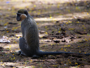 monkeys playing in Khartoum Sudan