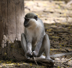monkeys playing in Khartoum Sudan