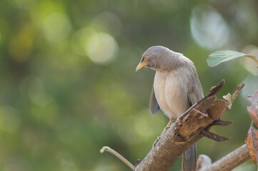 Jungle babbler Turdoides striatus on a branch. Sasan. Gir Sanctuary. Gujarat. India.