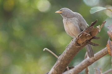 Jungle babbler Turdoides striatus on a branch. Sasan. Gir Sanctuary. Gujarat. India.