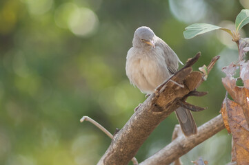 Jungle babbler Turdoides striatus on a branch. Sasan. Gir Sanctuary. Gujarat. India.