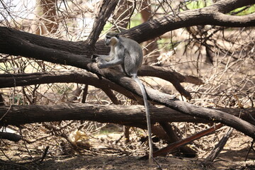 monkeys playing in Khartoum Sudan