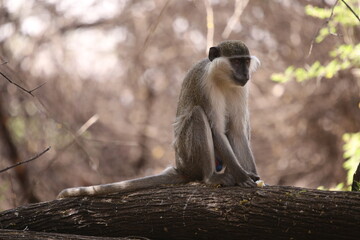 monkeys playing in Khartoum Sudan