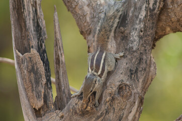 Indian palm squirrel Funambulus palmarum on a tree trunk. Sasan. Gir Sanctuary. Gujarat. India.