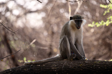 monkeys playing in Khartoum Sudan